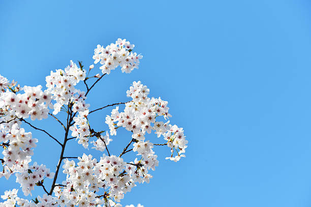 3월 봄꽃 축제 하는곳 봄꽃 여행지