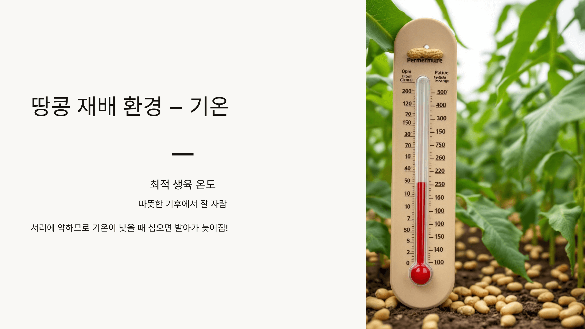 땅콩 사진입니다.