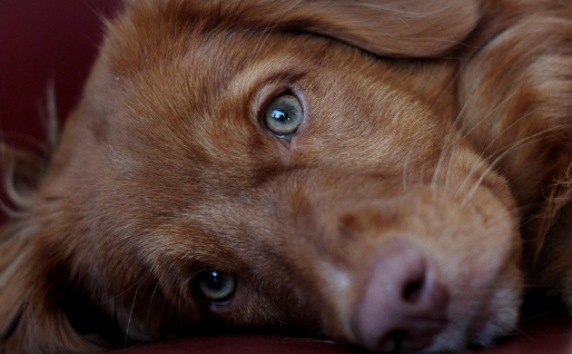 반려견을 위한 응급처치 가이드
