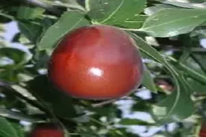 대추
