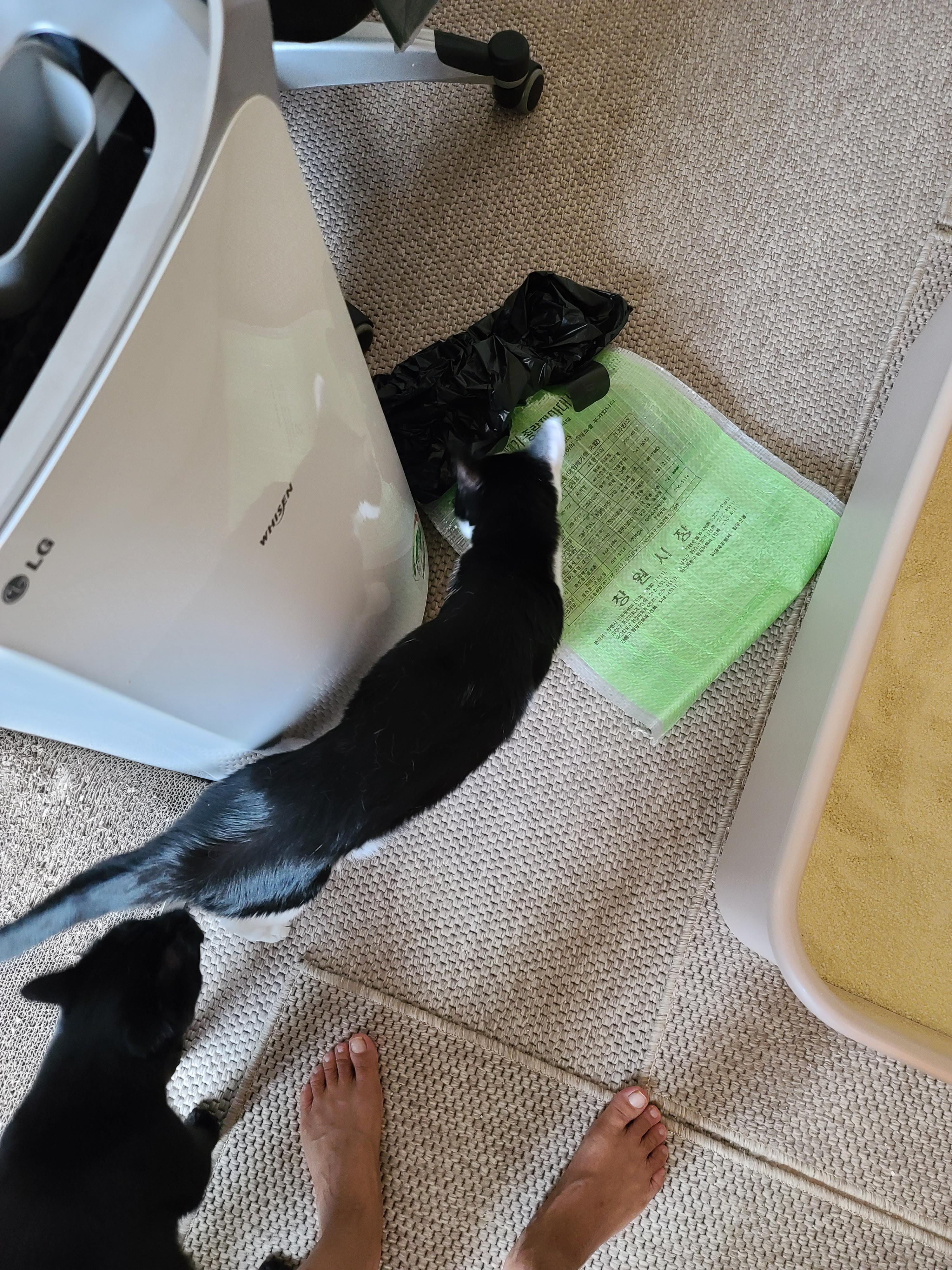 때가 되었다! 아이들 화장실 모래 전체갈이 한날.