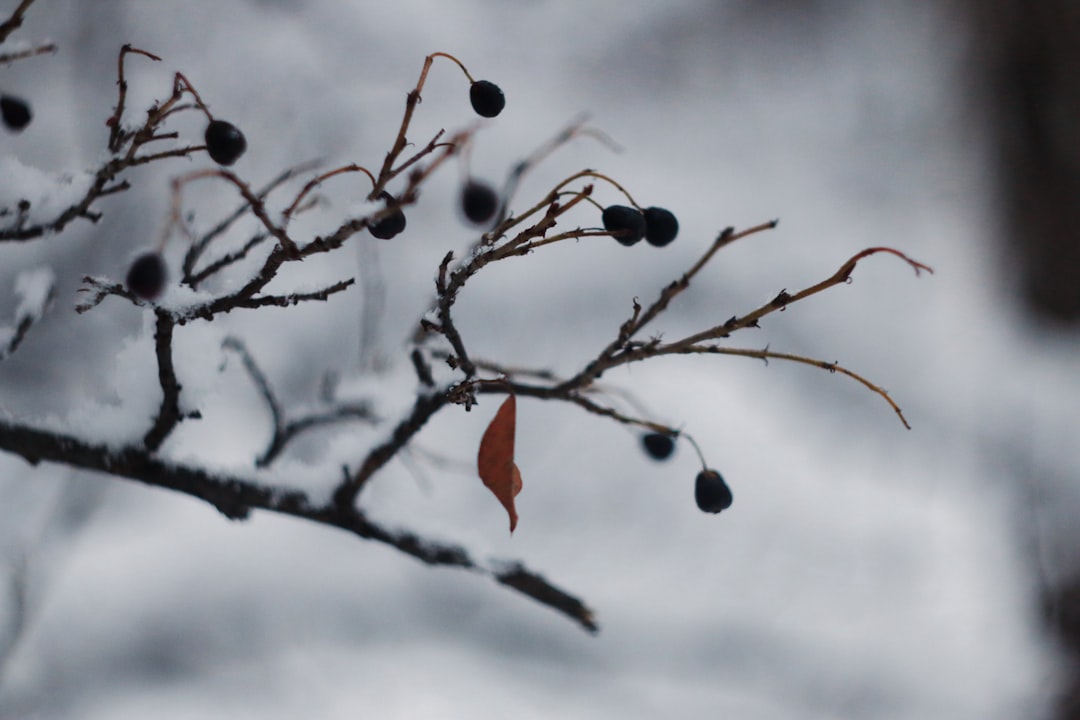 Seasonal