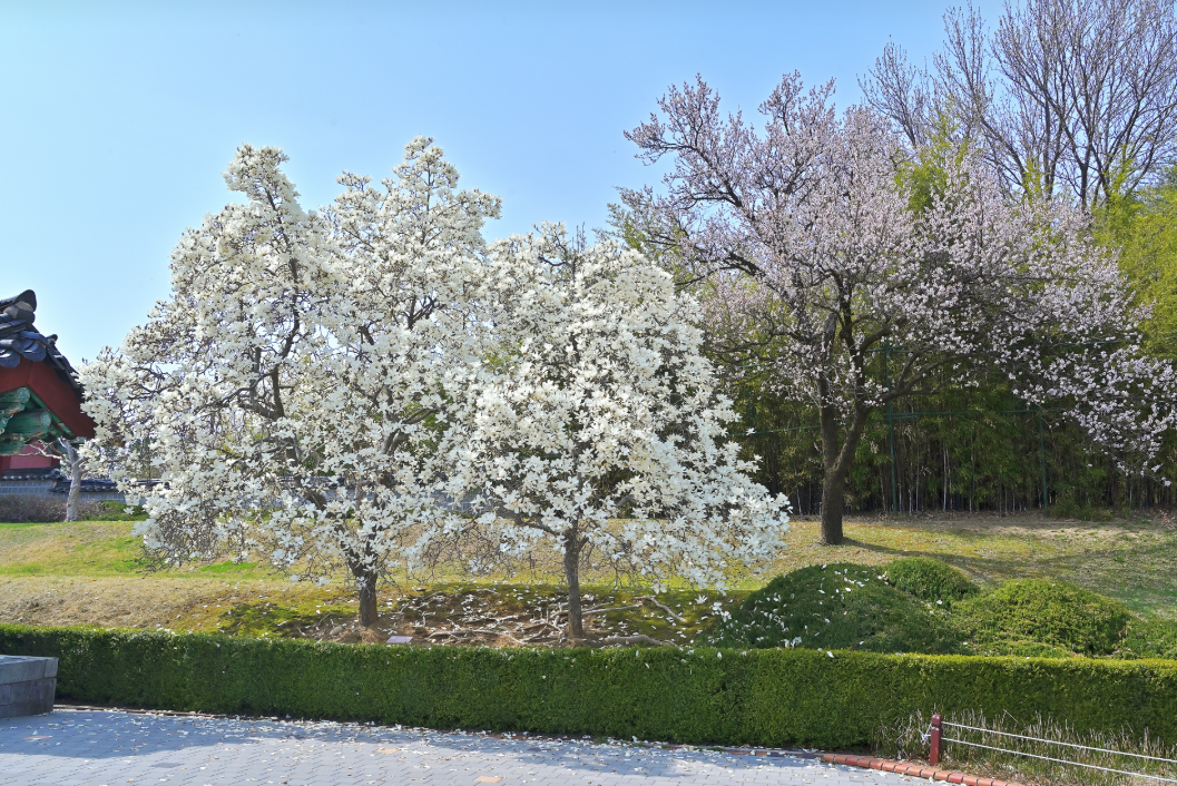 오죽헌1