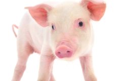 신한생명 무료운세