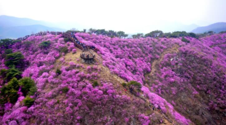 고려산 진달래꽃입니다.