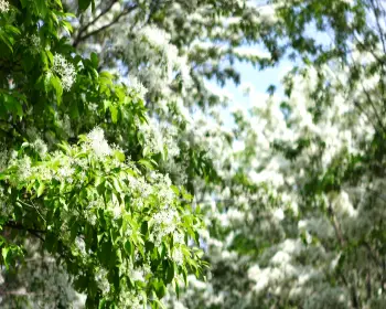 전주 이팝나무 철길_16