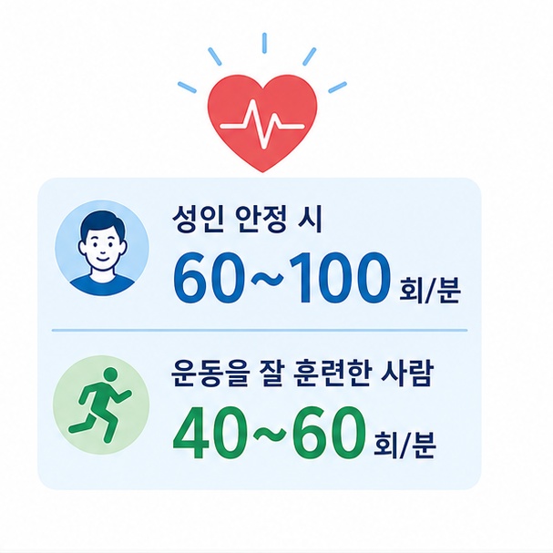 성인 안정 시 분당 60~100회와 운동을 잘 훈련한 사람의 낮은 안정 시 맥박을 비교한 그림