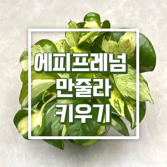 키우기 쉬운 식물