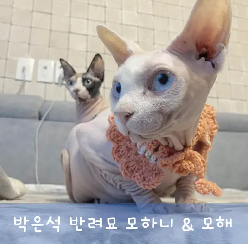박은석 파양 논란 왜