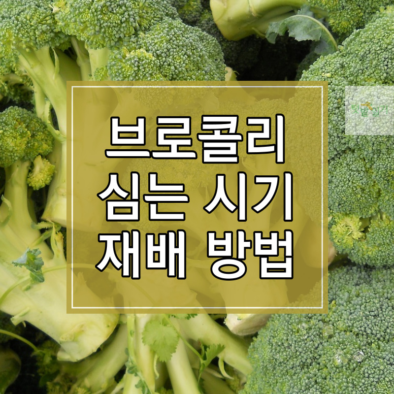 브로콜리 심는 시기 및 재배방법 썸네일