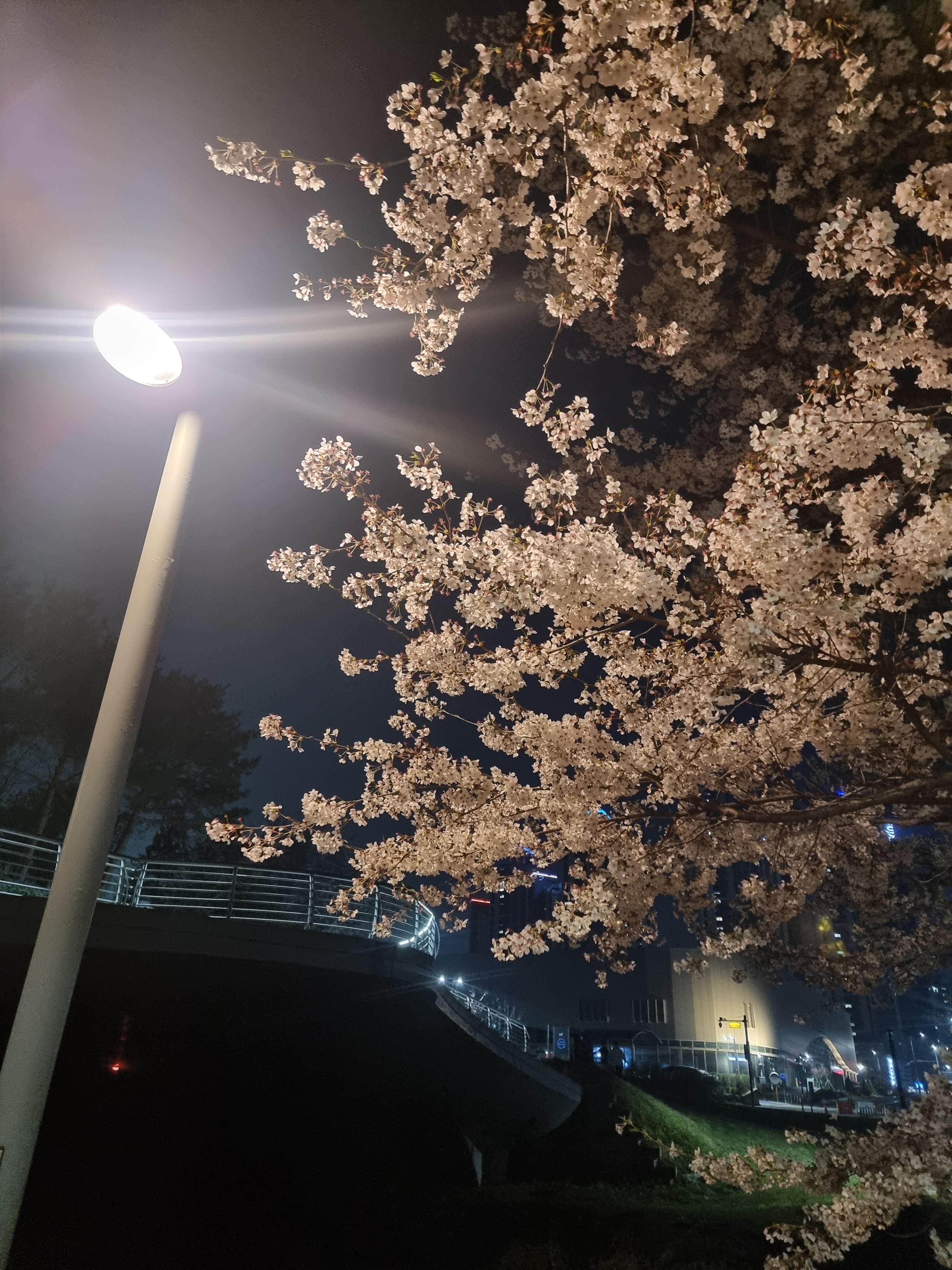 밤에 찍은 광교호수공원 벚꽃터널길 벚꽃사진