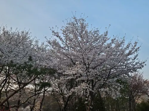 가게 앞 벚꽃