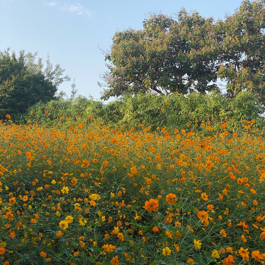 올림픽공원 들꽃마루 황화 코스모스 주요 볼거리
