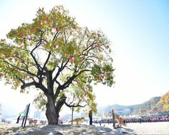 청송사과축제_21