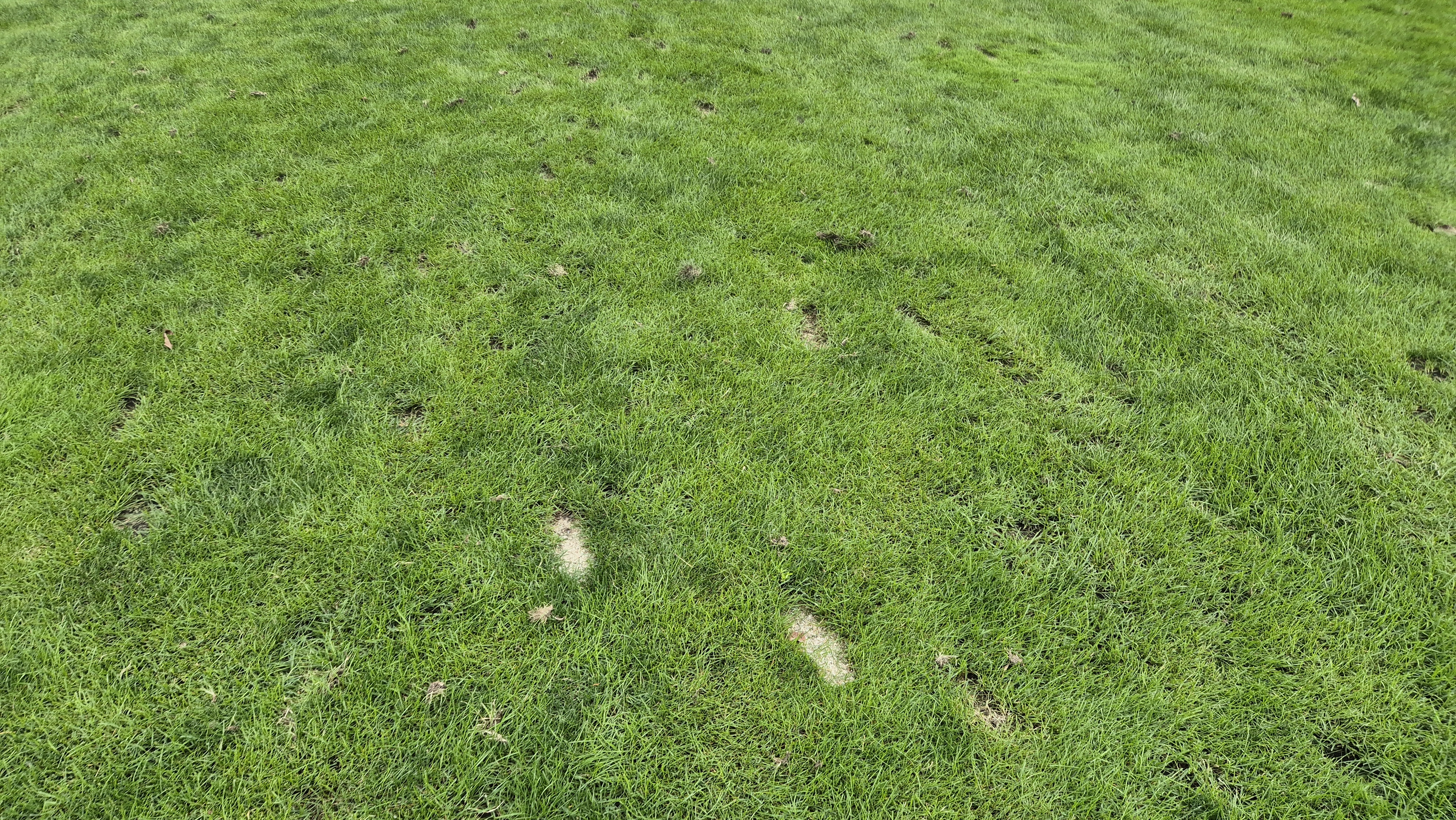 블랙스톤 벨포레cc 코스 관리 상태