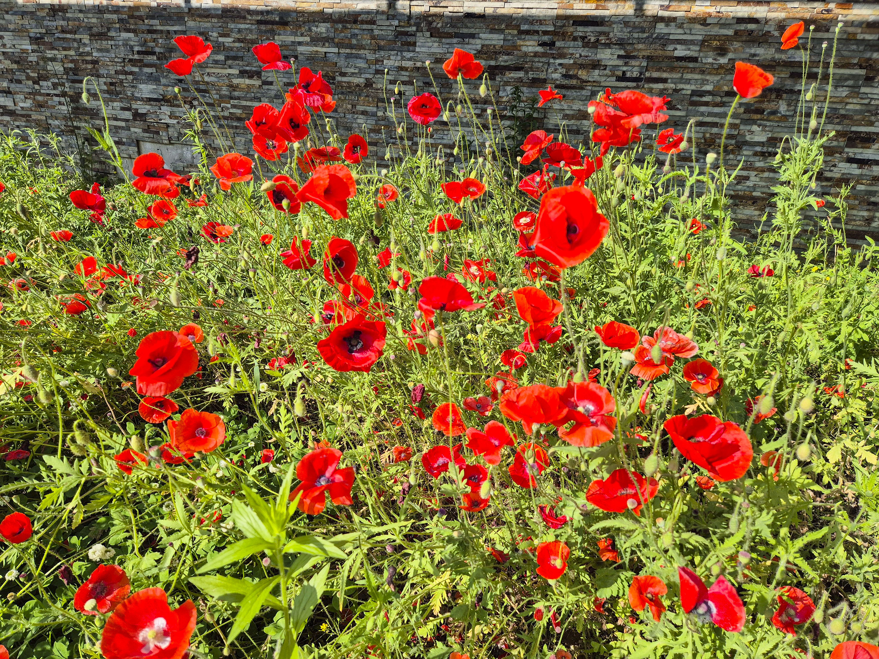 율곡 수목원에서 볼 수 있는 예쁜 꽃