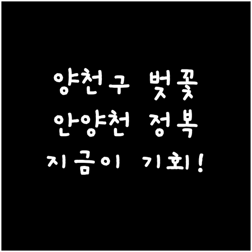 양천구 벚꽃 명소 정리 및 안양천 제..