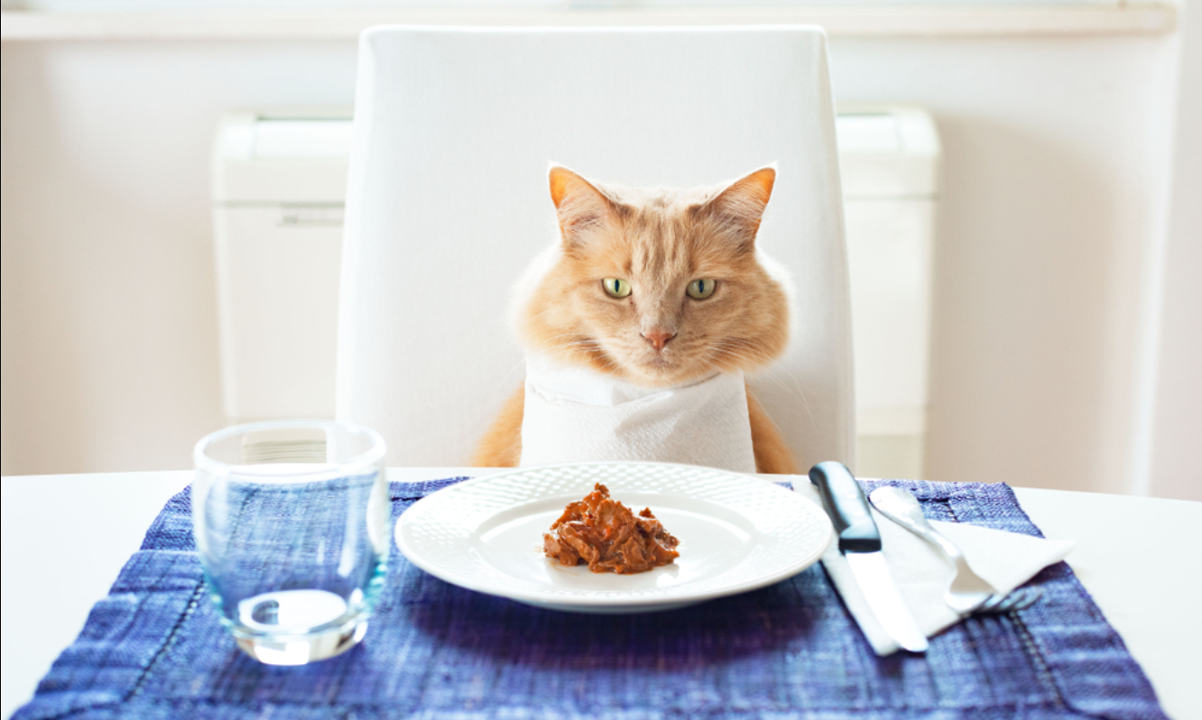 잘 안먹는 고양이들 밥 잘먹게 하는 꿀팁