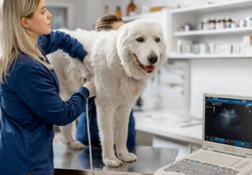 강아지아토피/출처:어도비스톡