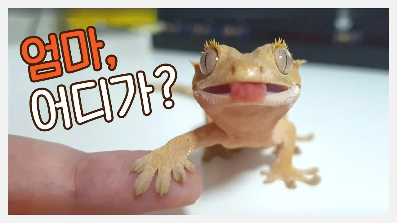 게코도마뱀 슈퍼푸드 애완도마뱀 건강 관리_4
