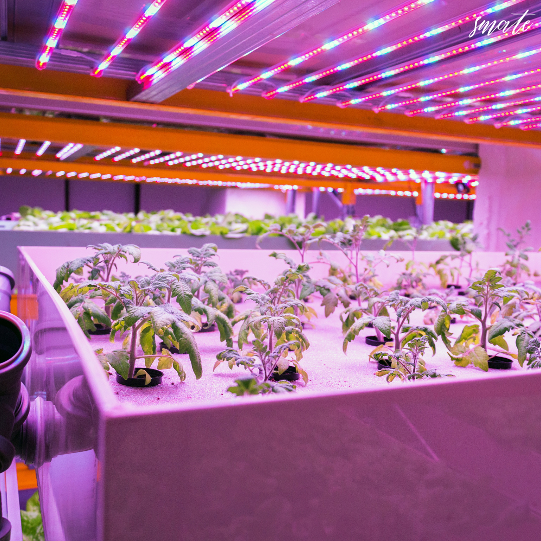 "어린 식물이 있는 실내 수경 농장"