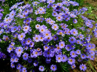 브라키컴 이미지 사진