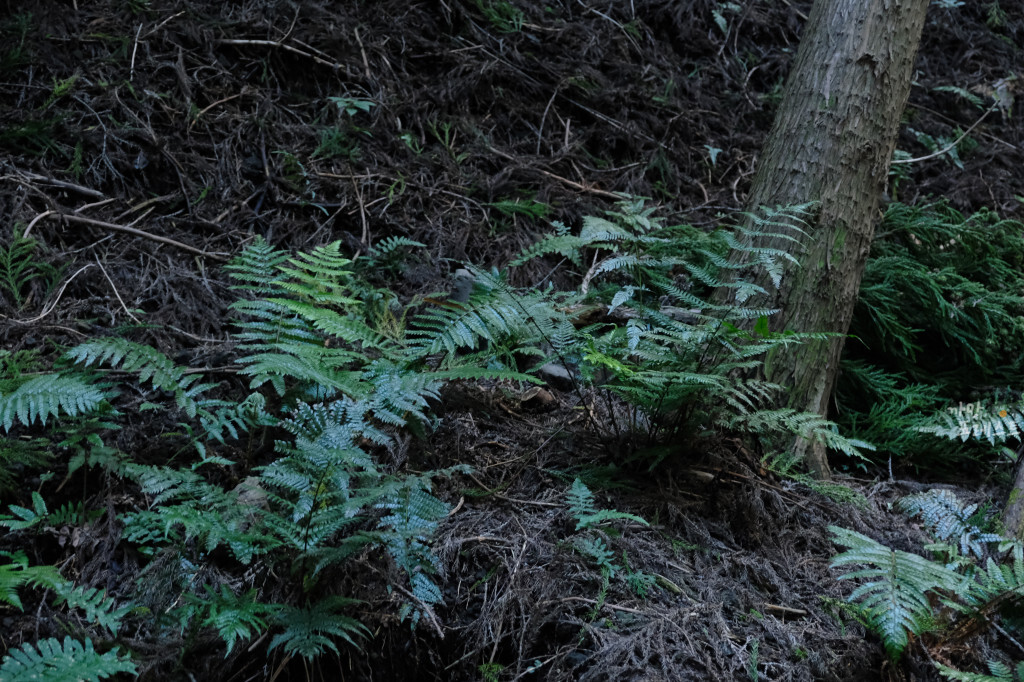 거문오름 생태계