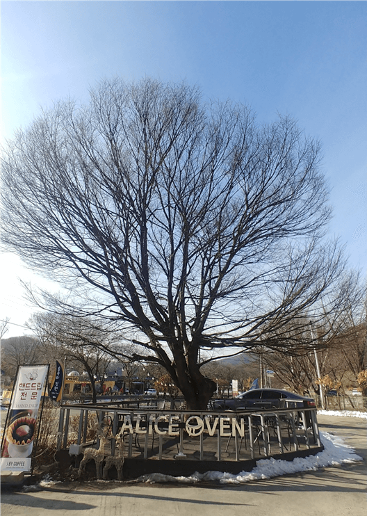 파주 마장호수 출렁다리