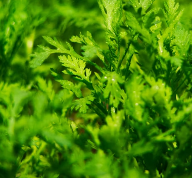 샐러리 효능 먹는법 부작용 고르는법 칼로리