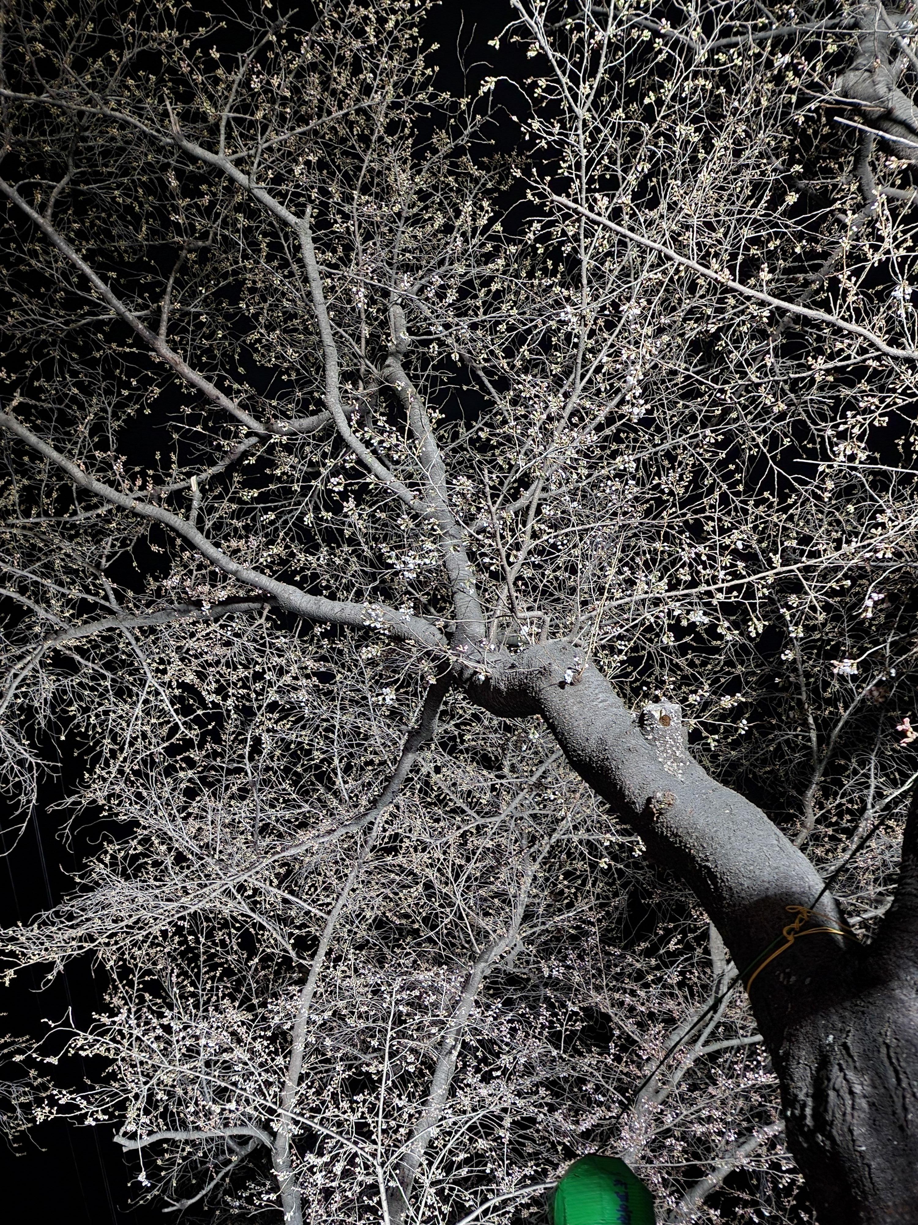 아직 피지않는 밤의 벗나무