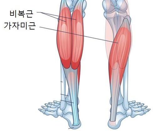 종아리 근육 위치