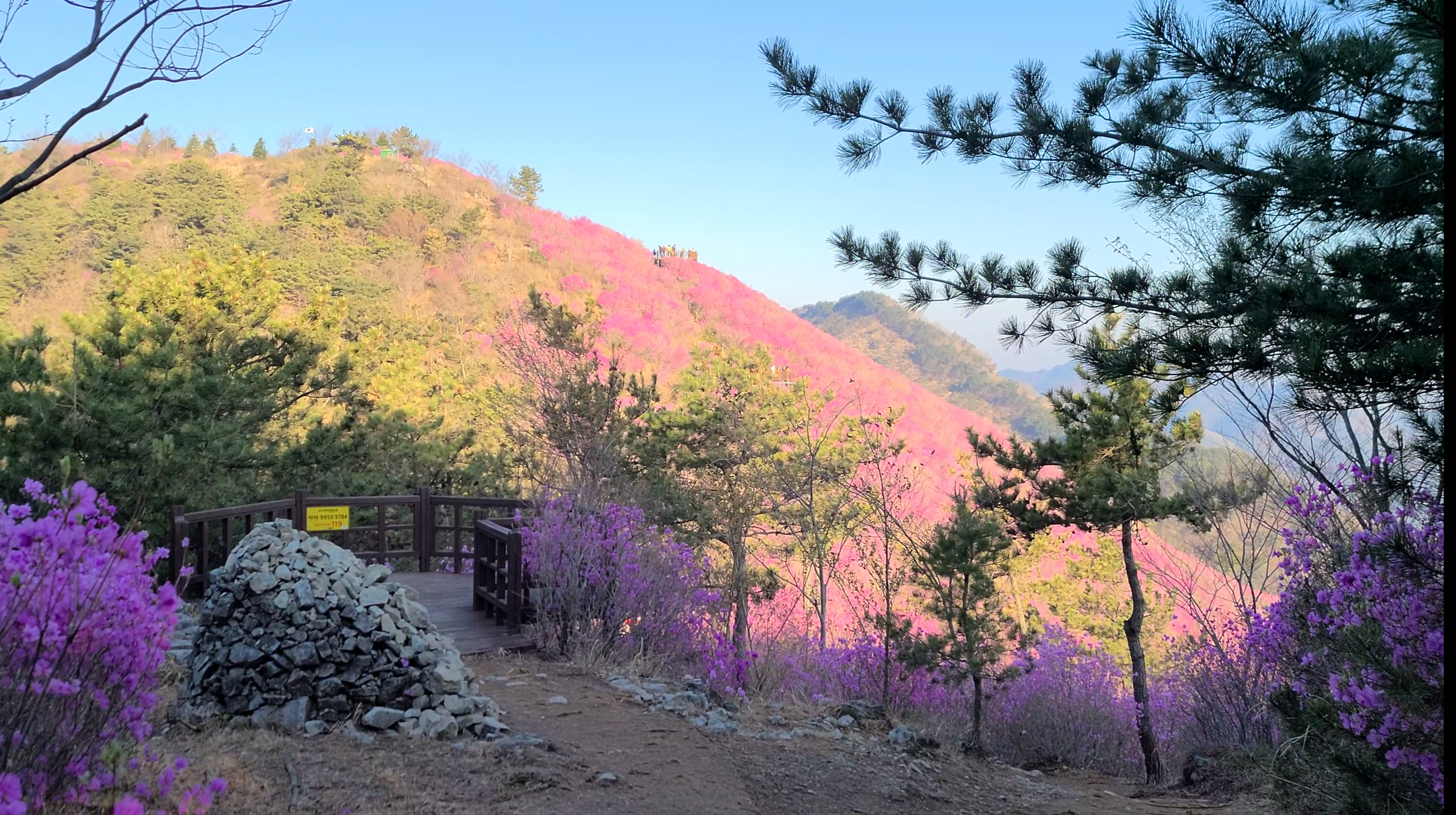 창원 천주산 진달래꽃 축제