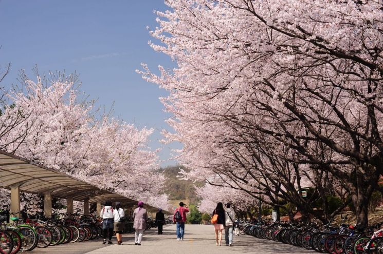 여의도 벚꽃 사진