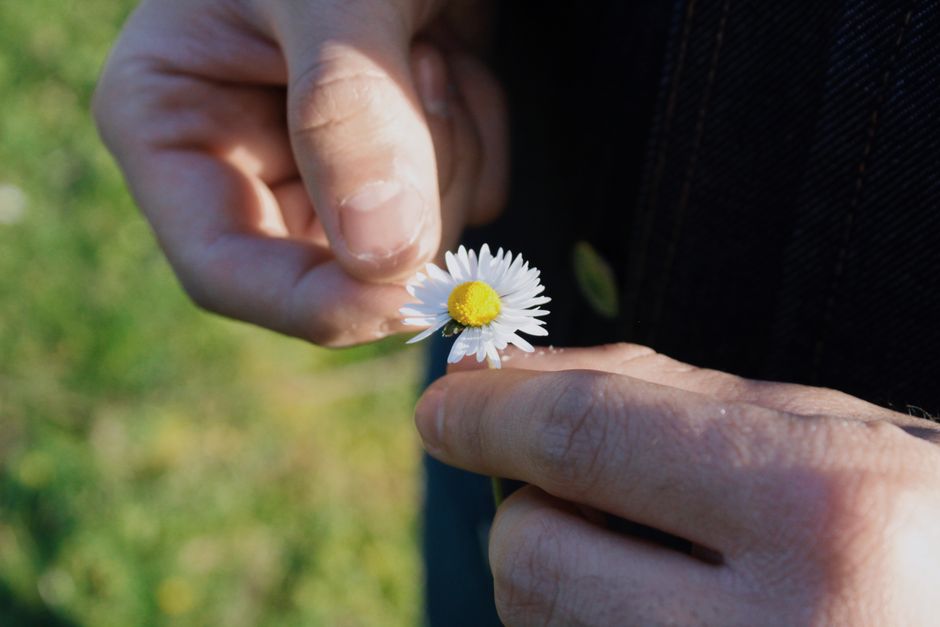 A close-up shot of hands gently plucking petals from a daisy flower outdoors.