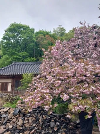 서산 개심사 청벚꽃 개화시기 명소_3