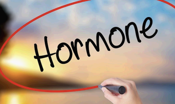 호르몬 이미지 모습