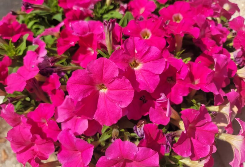 핑크색-페츄니아-사진