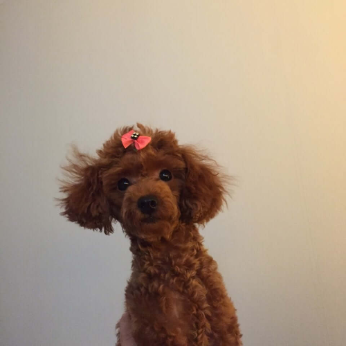 강아지 털관리