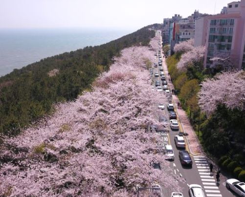 동부산 벚꽃