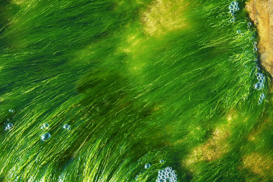 Seaweed.