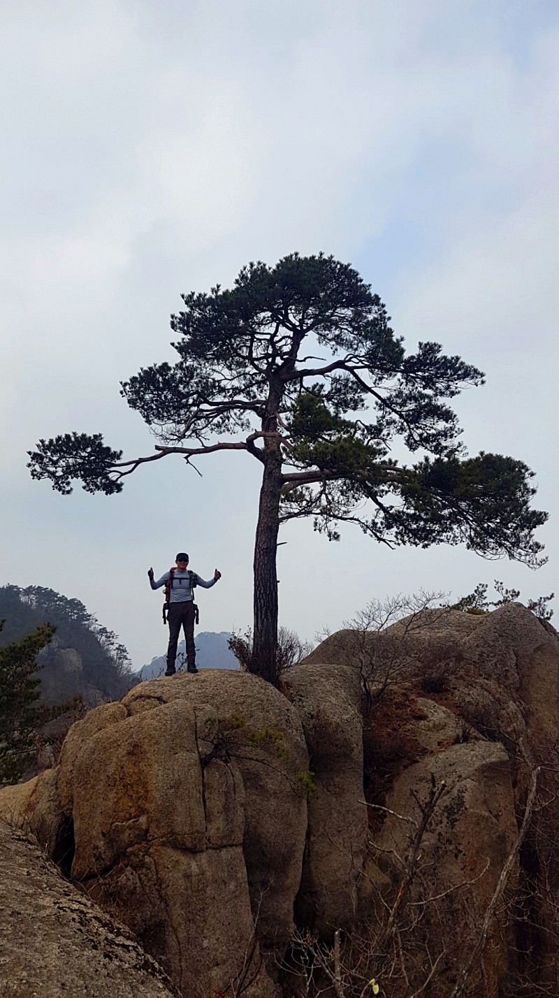 충북 괴산 덕가산 07 소나무