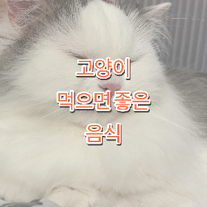 고양이 좋은 음식