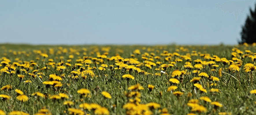 넓은 민들레 꽃밭의 전경