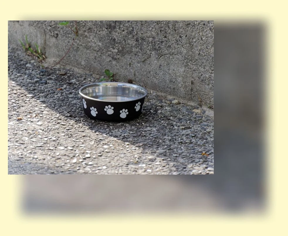 고양이 물그릇_2_subsection
