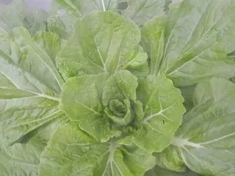 김장배추 웃거름비료 주는시기와 방법을 안내_14