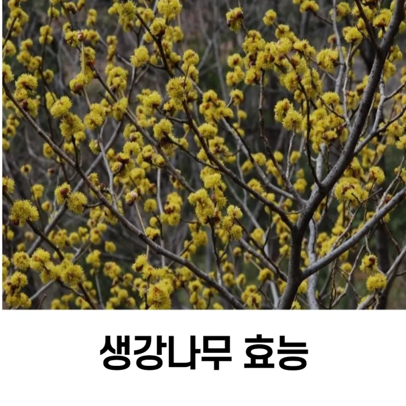 생강나무 꽃 개화시기 모양 특징_8