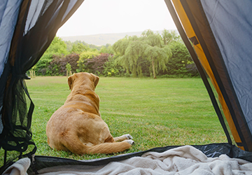 공공 우수야영장