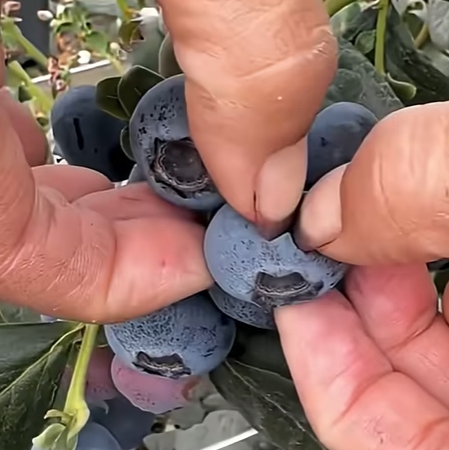 블루베리 효능 부작용