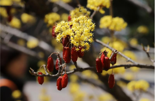 구례 산수유 꽃 축제