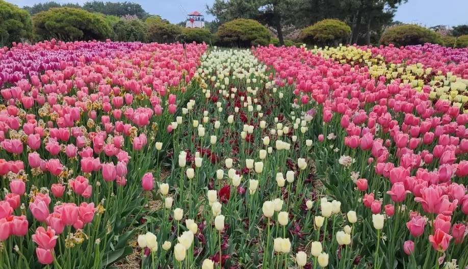 태안 튤립축제 일정, 개화시기